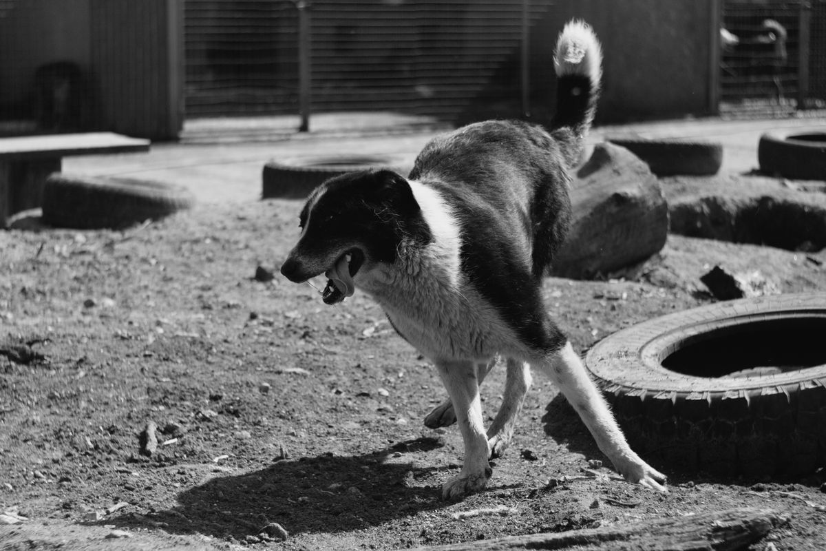 Haustausch mit Haustieren: Hund auf dem Sofa zu Hause