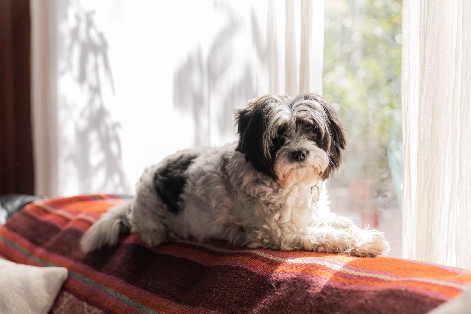 Ein kleiner schwarz-weißer Hund liegt auf einem Sofa mit gestreifter Decke vor einem sonnigen Fenster